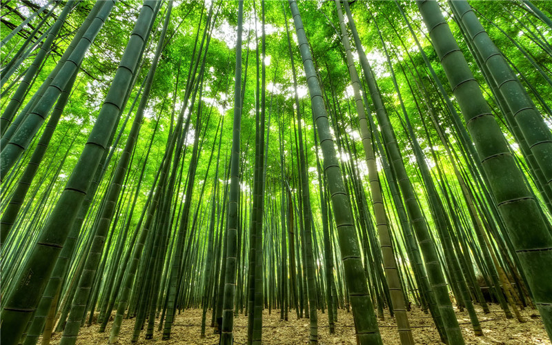 Why bamboo is considered a better processing material than wood